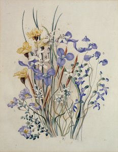 Fiori di primavera, XIX secolo